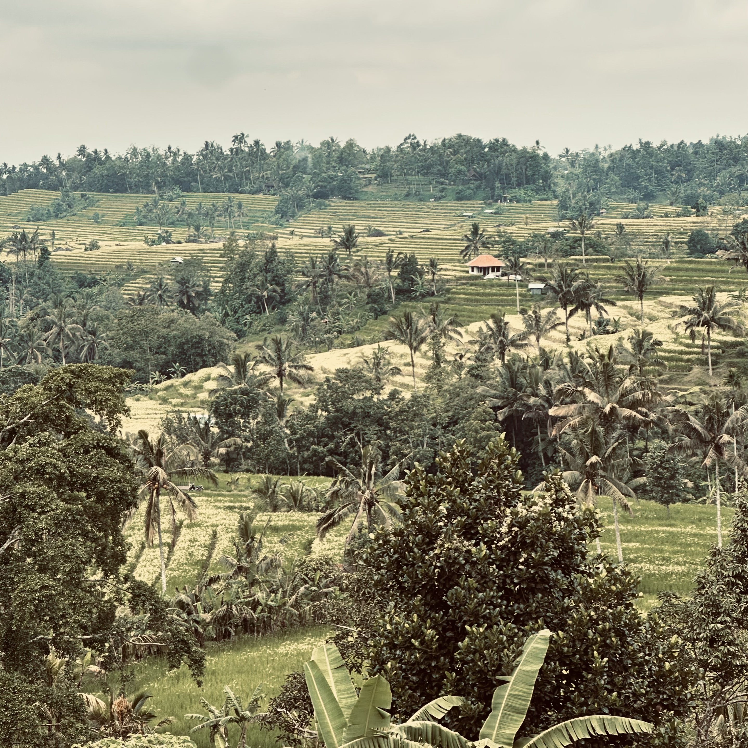 Rice Fields · Bali